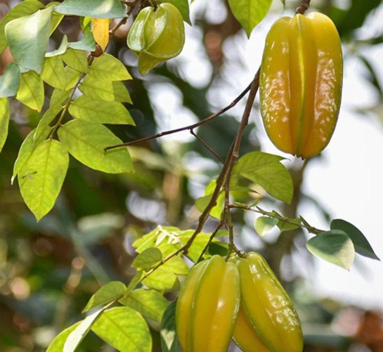 Carambola -Star Fruit Live Plant
