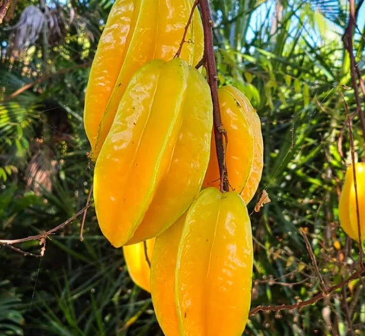 Carambola -Star Fruit Live Plant