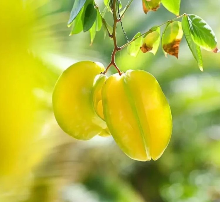 Carambola -Star Fruit Live Plant