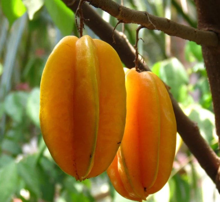 Carambola -Star Fruit Live Plant