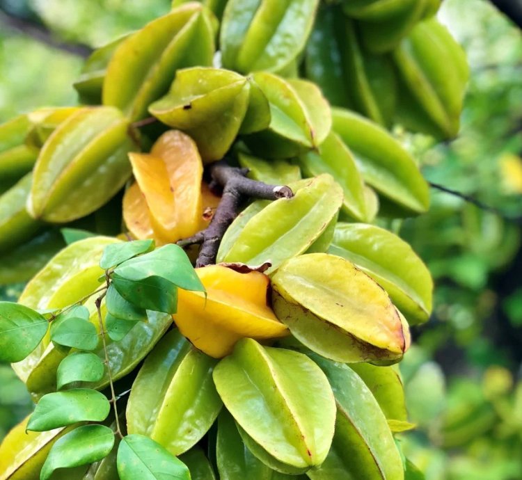 Carambola -Star Fruit Live Plant