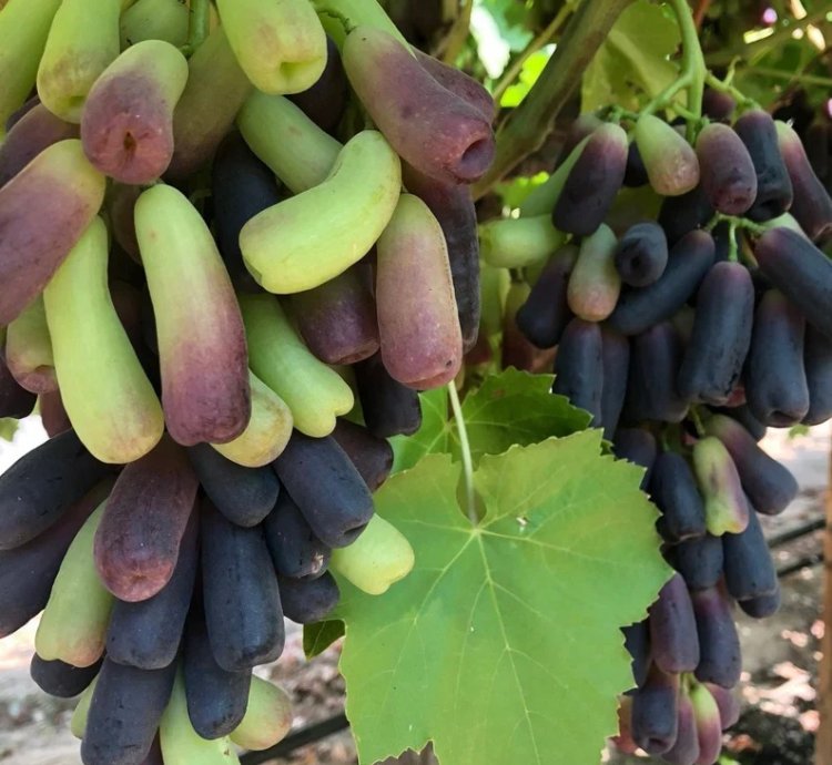 Premium Grape Plant - M00N Grapes - Finger Long Grapes