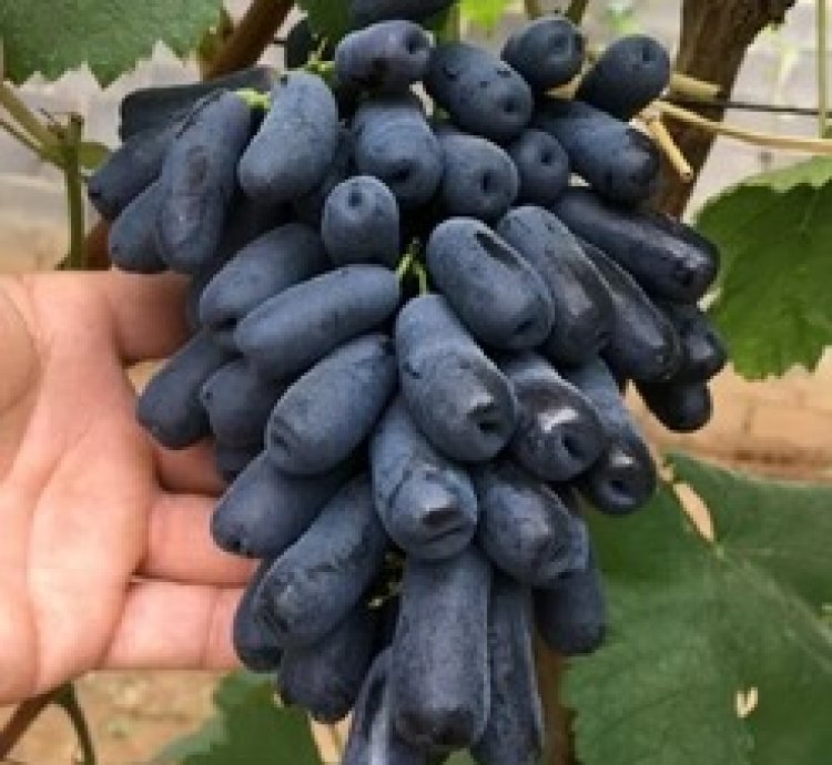 Premium Grape Plant - M00N Grapes - Finger Long Grapes