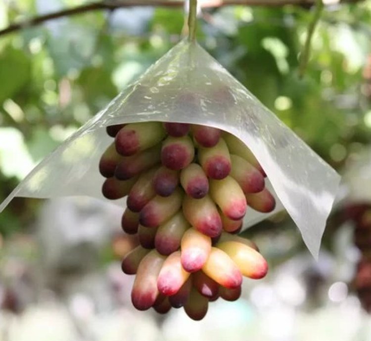 Japanese Ruby Roman Grape Plant - Grafted Premium Luxury Grape Plant