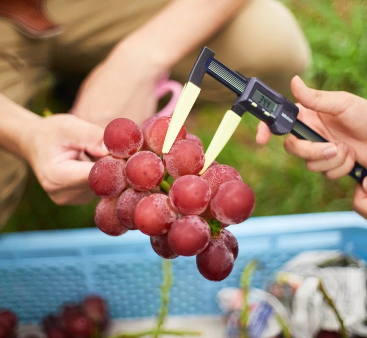 Japanese Ruby Roman Grape Plant - Grafted Premium Luxury Grape Plant