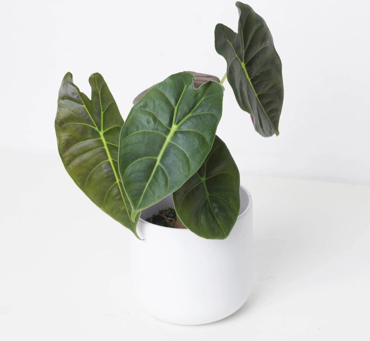 Alocasia Golden Bone