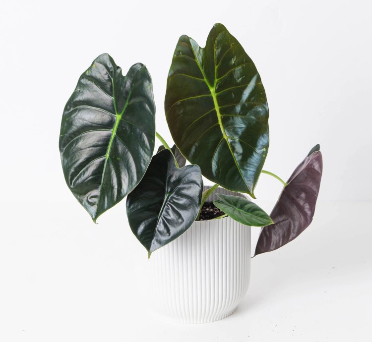 Alocasia Golden Bone