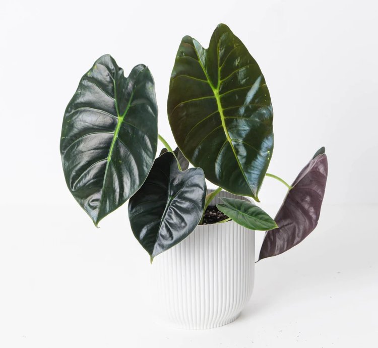 Alocasia Golden Bone