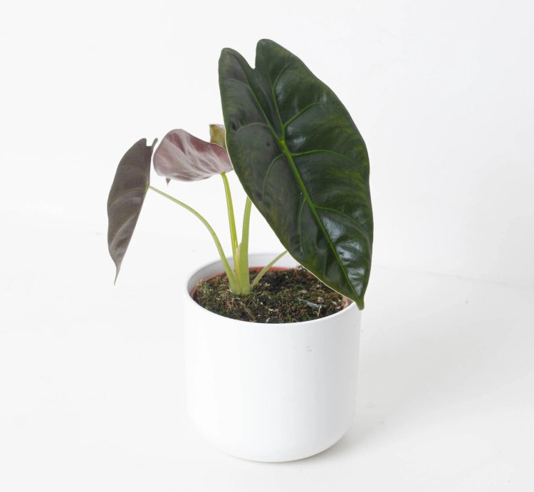 Alocasia Golden Bone