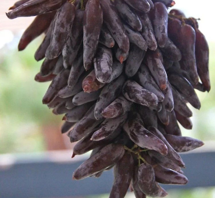 Grape Live Plant - Tear Dr0p Grape Plant - Finger L0ng Grape- Witch F1nger