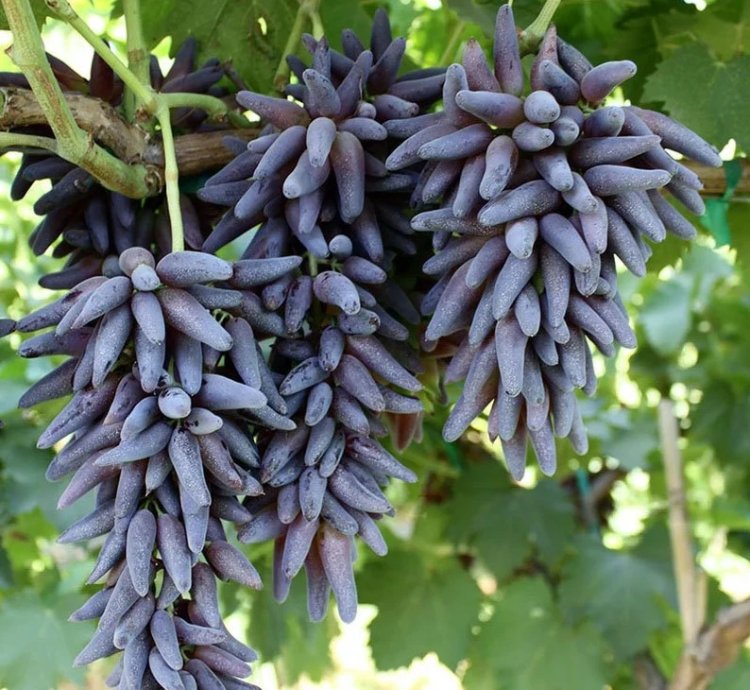 Grape Live Plant - Tear Dr0p Grape Plant - Finger L0ng Grape- Witch F1nger