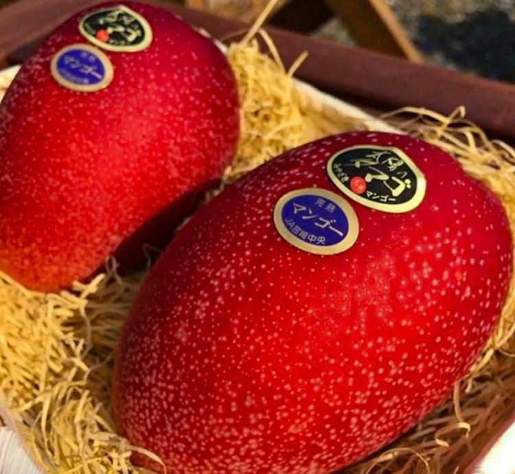 Miyazaki Mango Grafted Live Plant - Premium Taiyo no Tamago - Egg of the sun