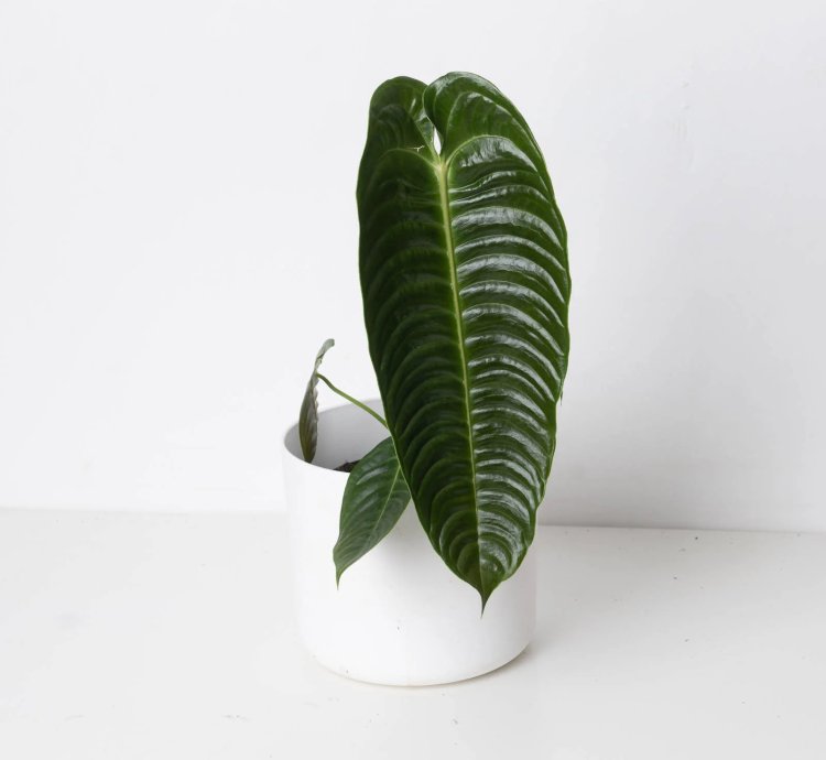 Anthurium Veitchii King Anthurium
