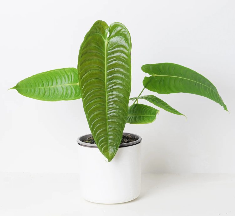 Anthurium Veitchii King Anthurium
