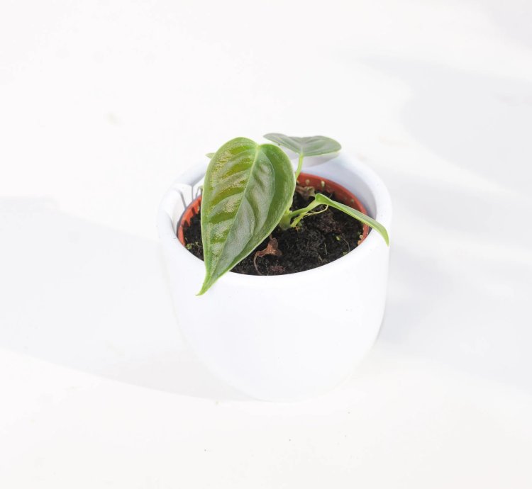 Anthurium Veitchii King Anthurium