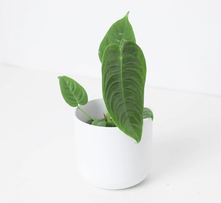Anthurium Veitchii King Anthurium