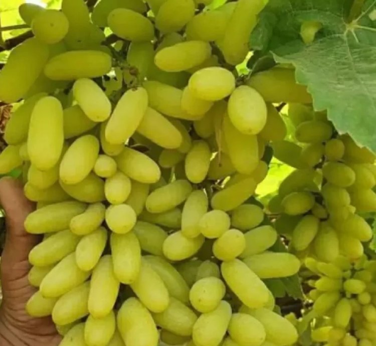 Husain Kelin Barmak Rooted Grape Live Plant