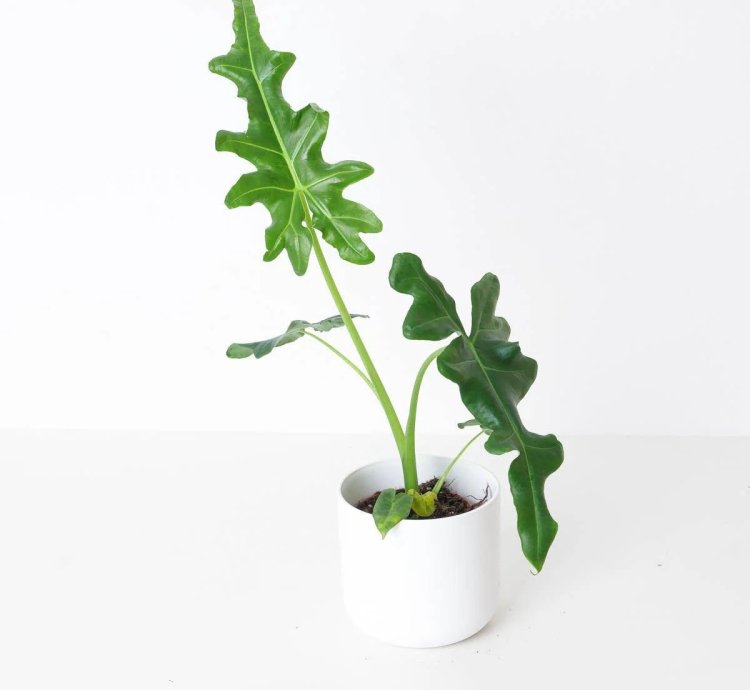 Alocasia Portei