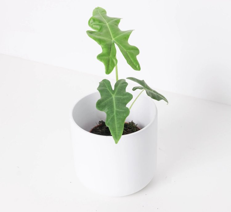Alocasia Portei