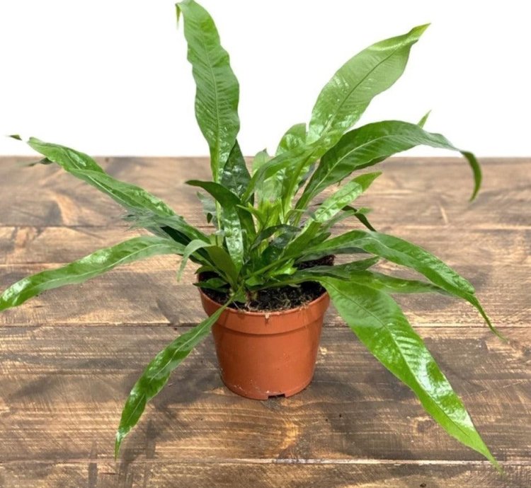 Aglaomorpha Coronans House Plant