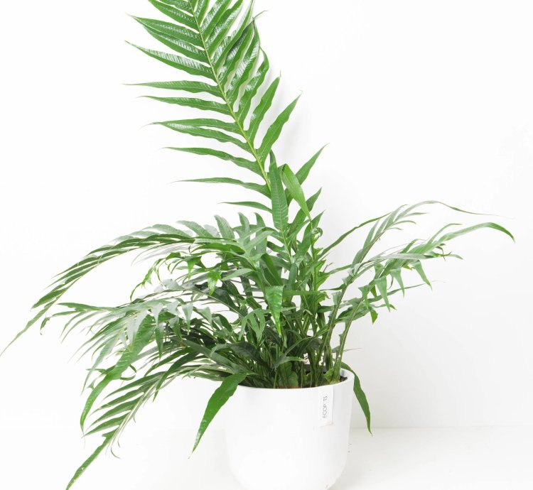 Aglaomorpha Coronans House Plant