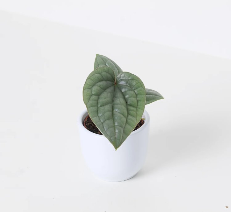 Anthurium Luxurians Platinum