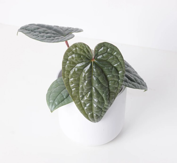 Anthurium Luxurians Platinum