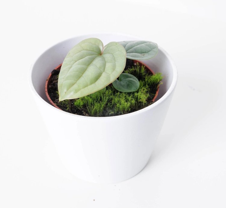Anthurium Luxurians Platinum