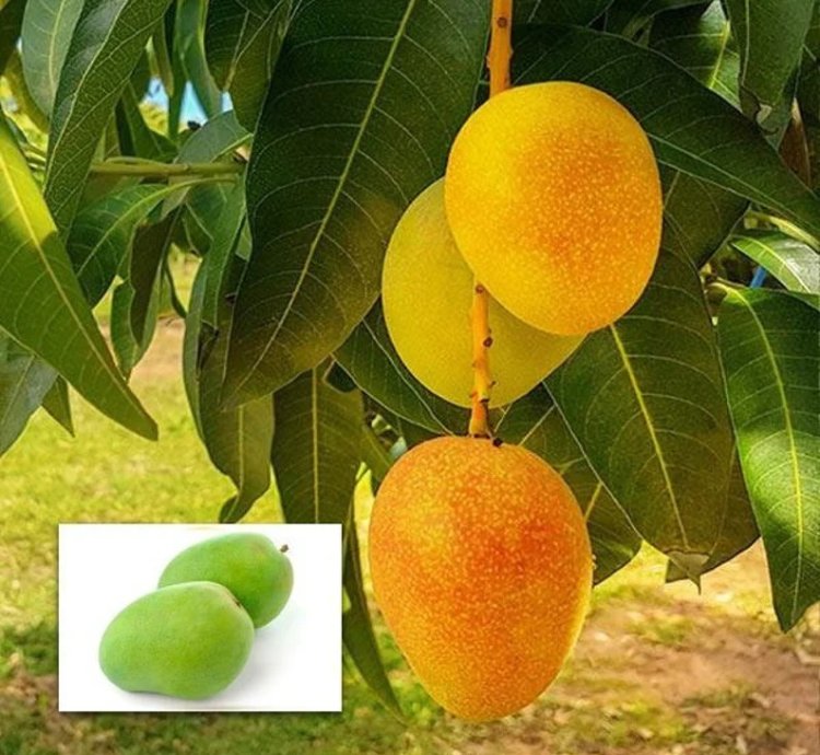 Alphonso Mango - Live Fruit Tree - King of Mangoes