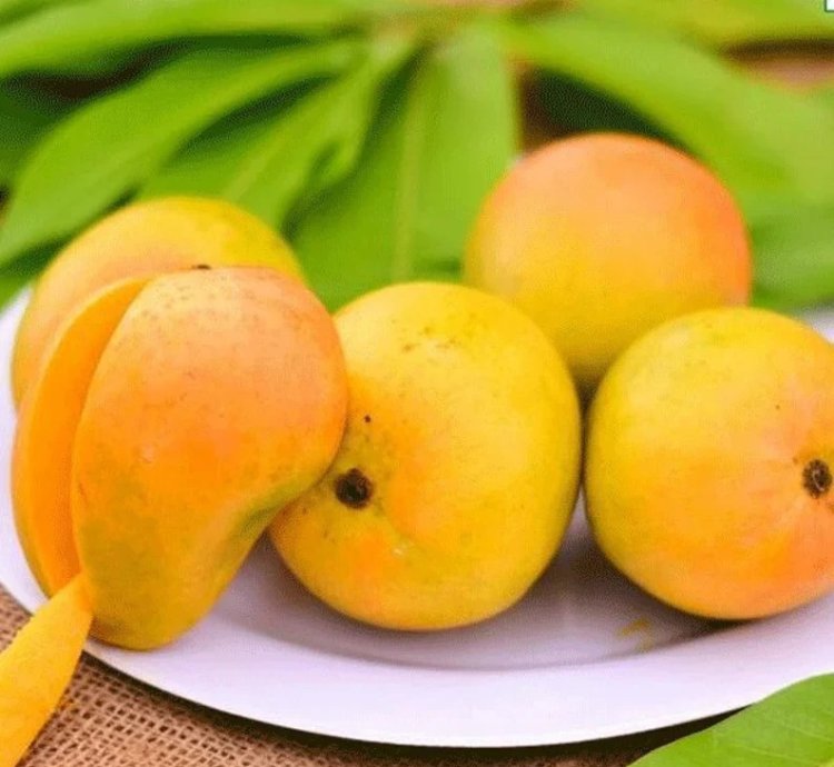 Alphonso Mango - Live Fruit Tree - King of Mangoes