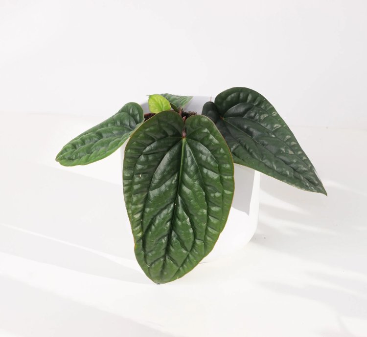 Anthurium Radicans x Luxurians