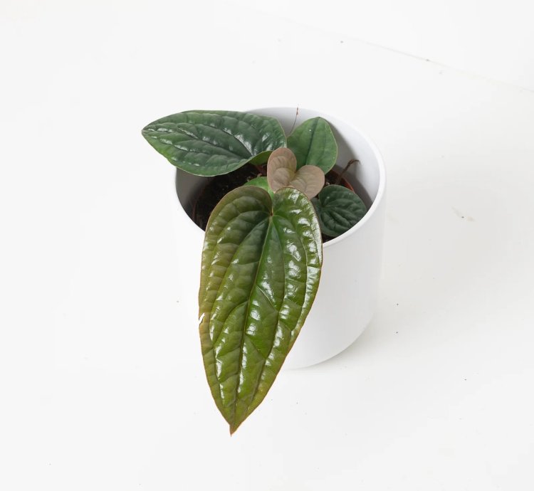Anthurium Radicans x Luxurians