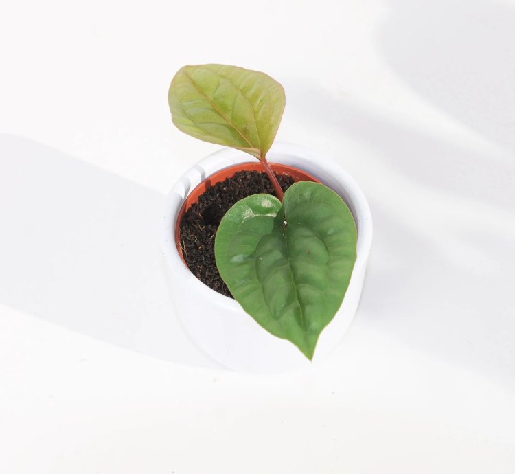 Anthurium Radicans x Luxurians