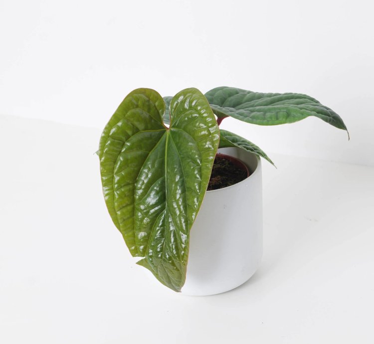 Anthurium Radicans x Luxurians
