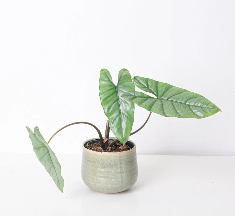 Alocasia Corazon