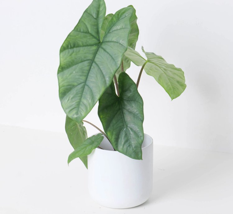 Alocasia Corazon