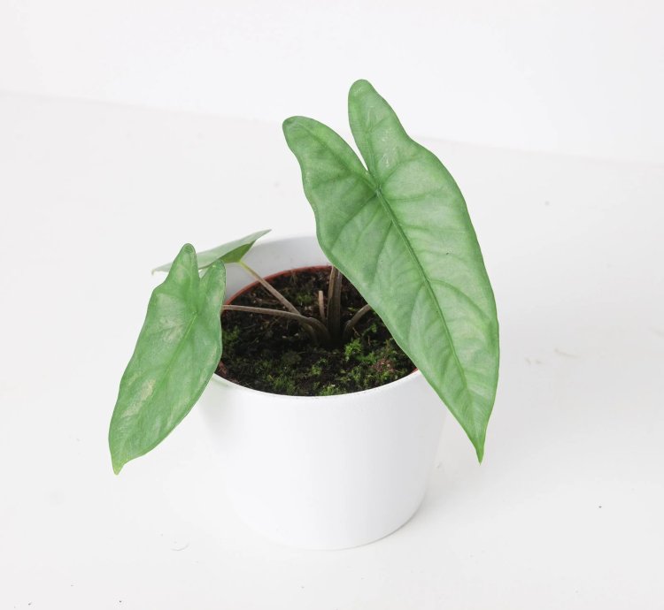 Alocasia Corazon