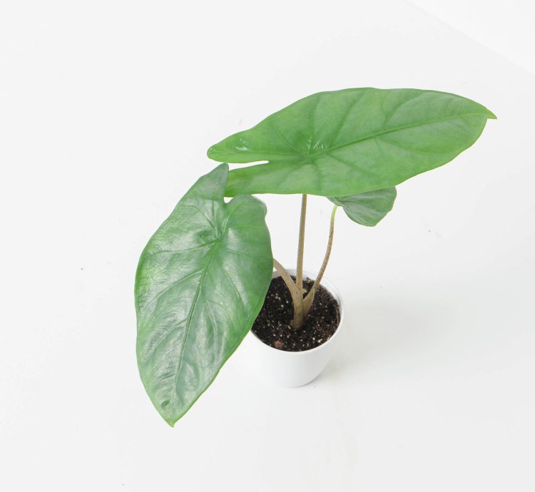 Alocasia Corazon