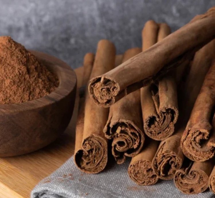 Ceylon Cinnamon Plant