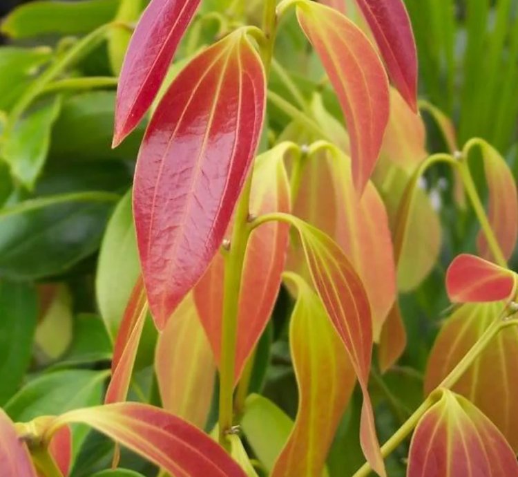 Ceylon Cinnamon Plant