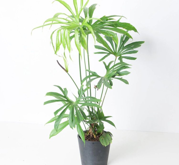 Anthurium Pedatoradiatum