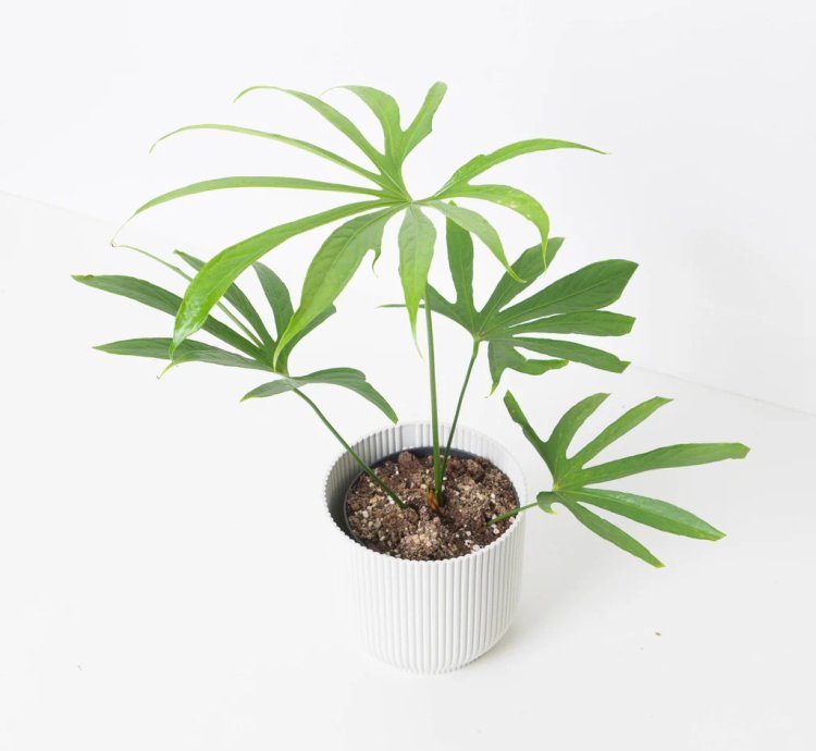 Anthurium Pedatoradiatum