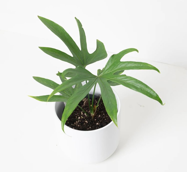 Anthurium Pedatoradiatum