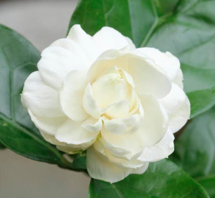 Jasminum Sambac - Kodai Malli - Arabian Jasmine