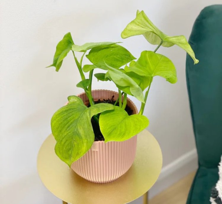 Philodendron Fibraecataphyllum