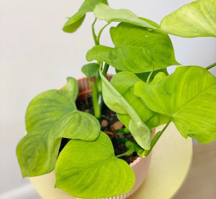 Philodendron Fibraecataphyllum