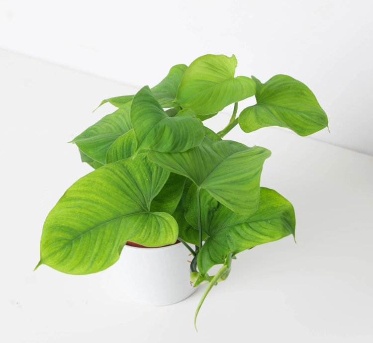 Philodendron Fibraecataphyllum