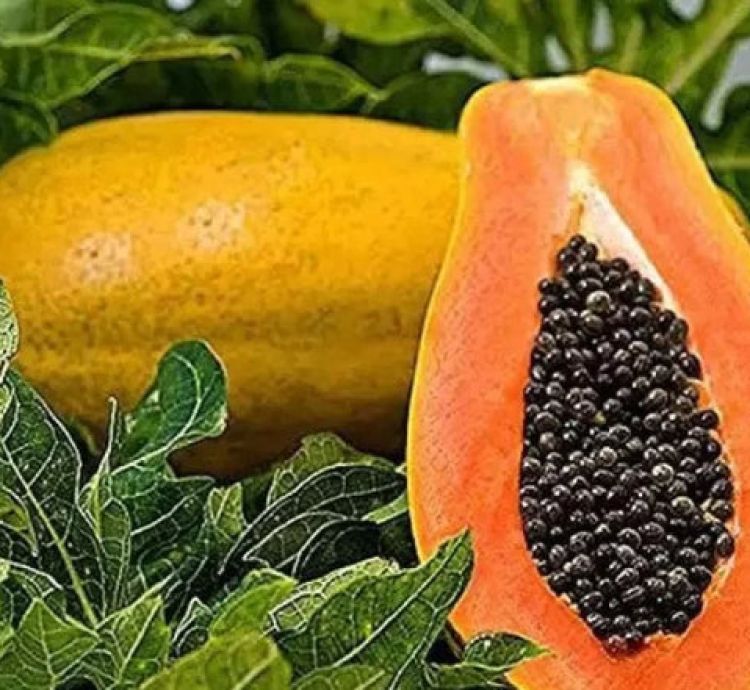 Kerala Papaya Tree Variety - Fruit Tree - Hardy for Europe Weather