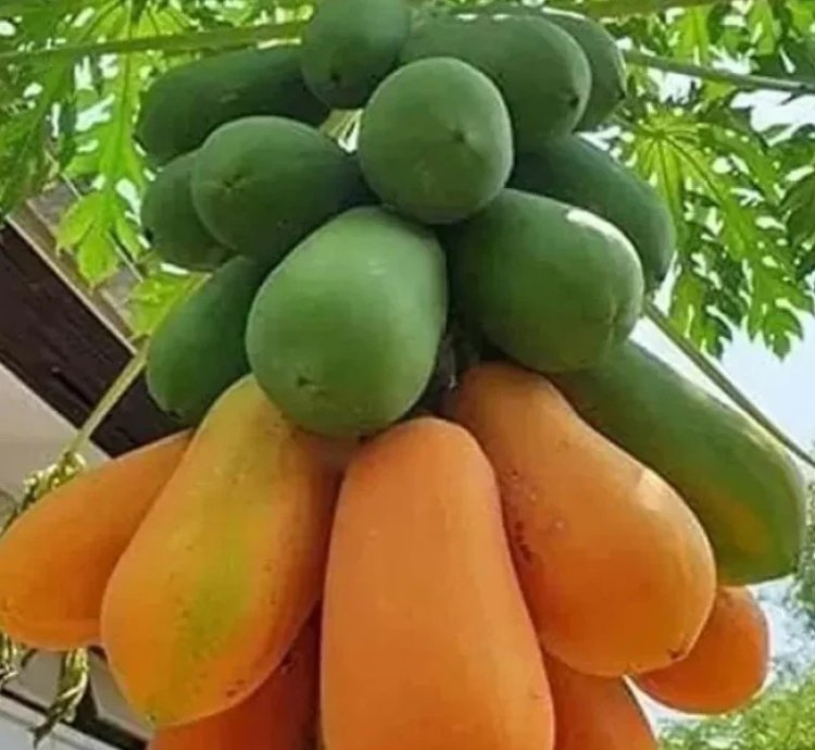Kerala Papaya Tree Variety - Fruit Tree - Hardy for Europe Weather