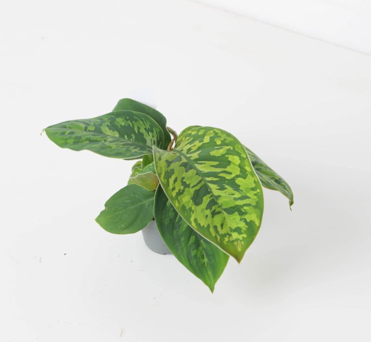 Adelonema Wallisii Camoflouge